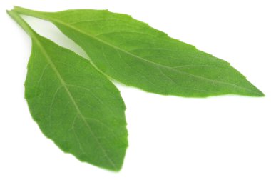 Gynura procumbens known as longevity spinach clipart