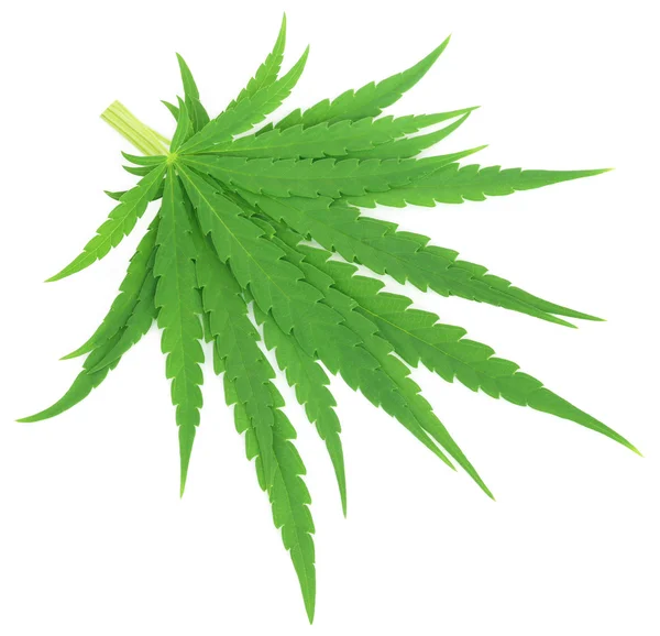 Cannabis sativa nebo léčivé marihuany listy — Stock fotografie