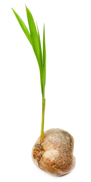 Sadzonki orzecha kokosowego z bliska — Zdjęcie stockowe