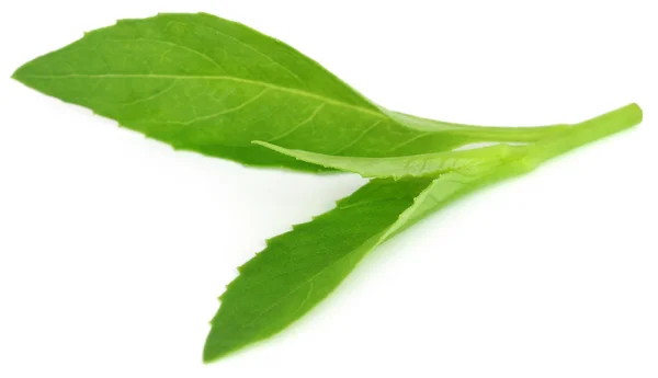 Gynura procumbens noto come spinaci longevità — Foto Stock