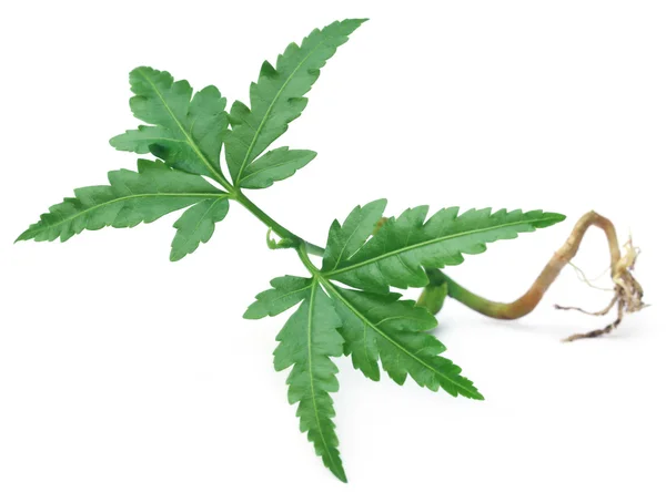 Giovane pianta del neem — Foto Stock