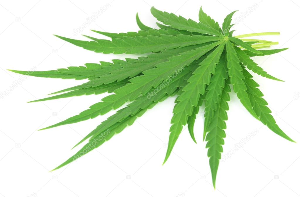 Cannabis sativa or medicinal marijuana leaves