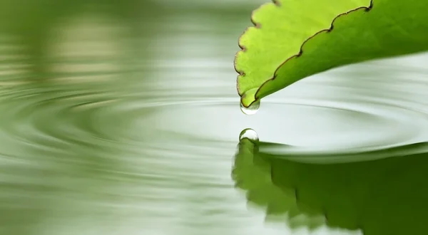 Falling droplets from herbal Kalanchoe leaves — Stock Photo, Image