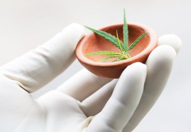 Esrar ya da marihuana yaprağı