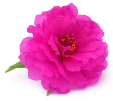 Portulaca grandiflora veya moss gül 