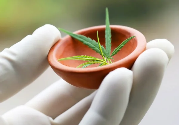 Cannabis or marijuana leaves — Stock Photo, Image