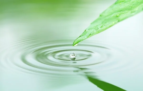 Falling droplets from herbal leaf — Stock Photo, Image