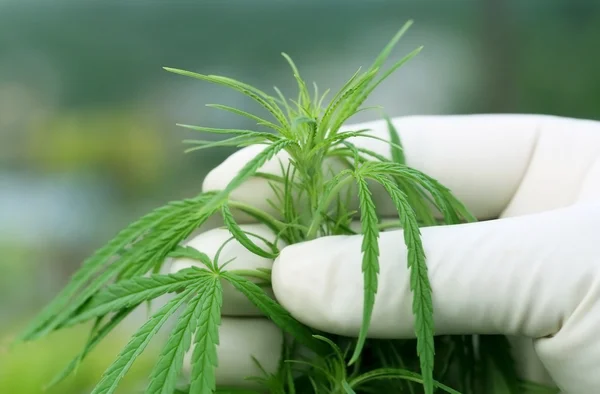 Close up de folhas de Cannabis — Fotografia de Stock