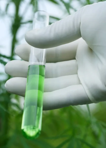 Cannabis extract in test tube — Stock Photo, Image