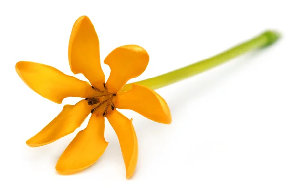 Close up de Gardenia coronata — Fotografia de Stock