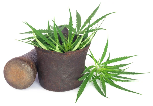 Cannabis ou folhas de maconha em uma argamassa vintage — Fotografia de Stock