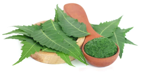 Hojas medicinales de neem con pasta molida —  Fotos de Stock