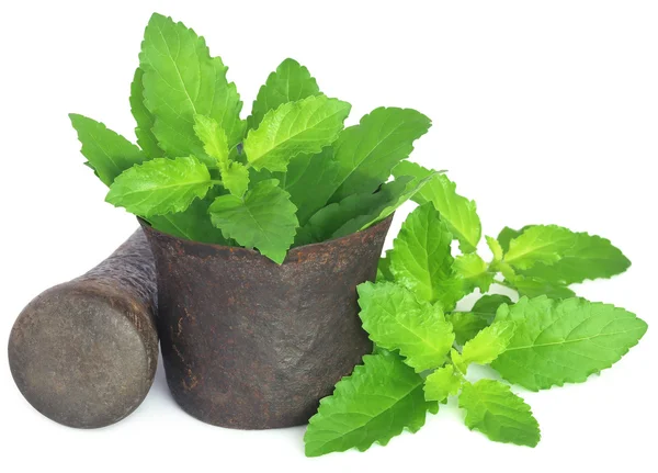 Holy basil or tulsi leaves in a vintage mortar — Stock Photo, Image