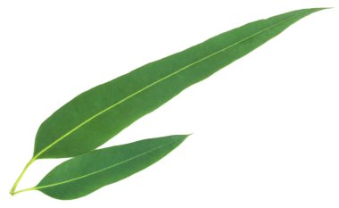 Okaliptüs yaprakları yakın çekim