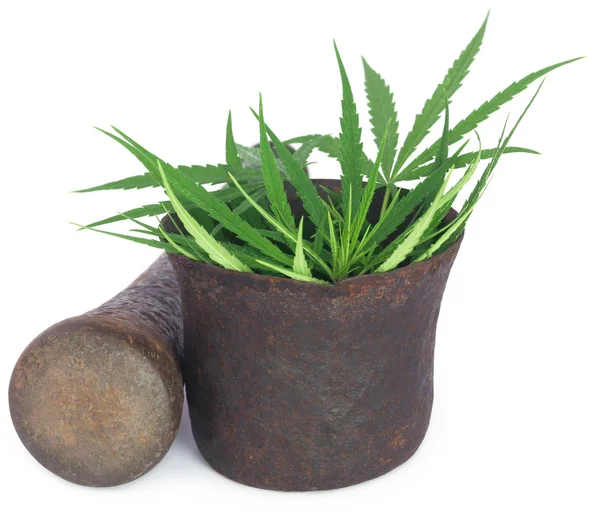 Cannabis leaves or marijuana leaves in a vintage mortar — Stock Photo, Image