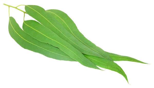 Крупним планом листя евкаліпта — стокове фото