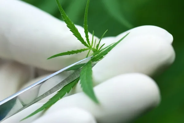 Cutting Cannabis leaves — Stock Photo, Image