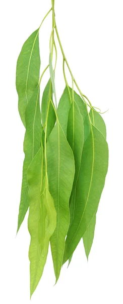Gros plan des feuilles d'eucalyptus — Photo