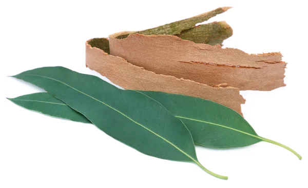 Eucalyptus bladeren met blaft — Stockfoto