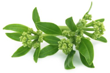 Alstonia scholaris çiçek