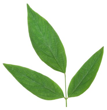 Tıbbi Güvercin Bezelye
