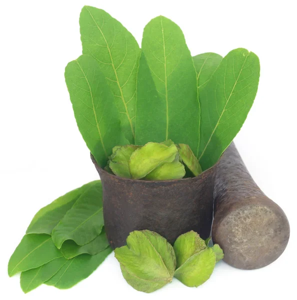 Foglie verdi di Terminalia arjuna medicinale con frutti — Foto Stock