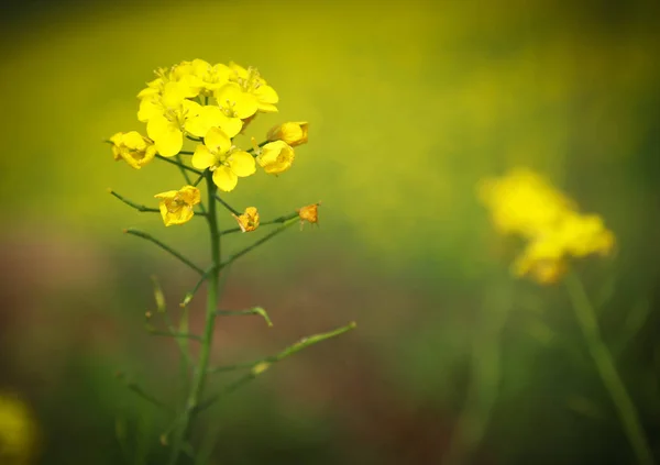 マスタードの花のクローズ アップ — ストック写真