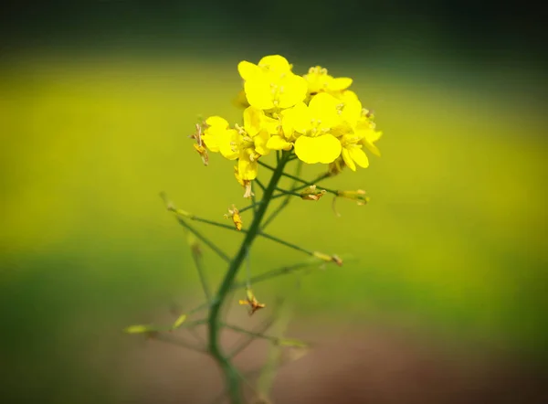 Gros plan de fleurs de moutarde — Photo