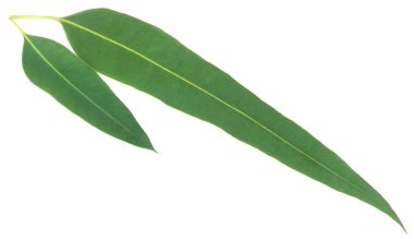 Okaliptüs yapraklarının yakın çekim