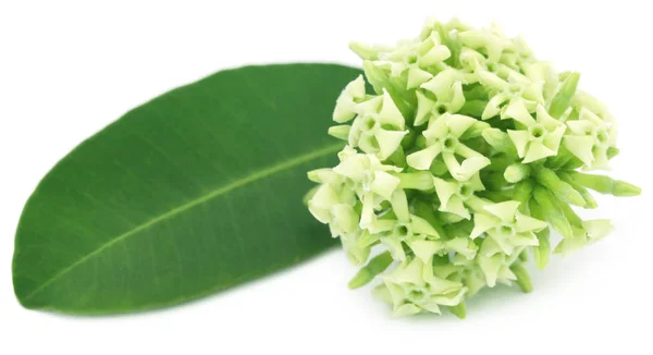 Alstonia scholaris çiçek — Stok fotoğraf