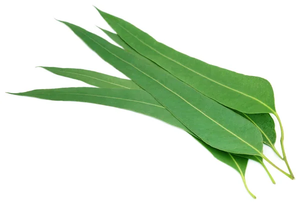 Close-up van eucalyptus blaadjes — Stockfoto