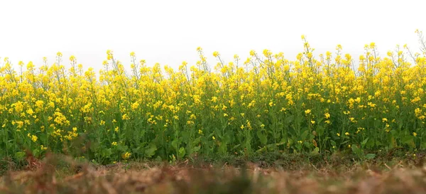 Close-up van mosterd veld — Stockfoto