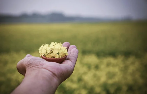 Mão segurando flores de mostarda — Fotografia de Stock