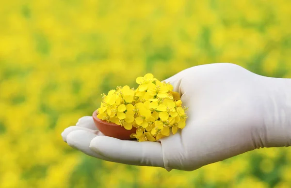 Mão segurando flores de mostarda — Fotografia de Stock