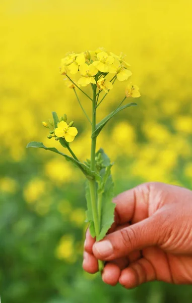 Hand holding mustard flowers — Stock Photo, Image