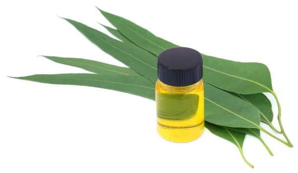 Eucalyptus Oil with leaves — Stock Photo, Image