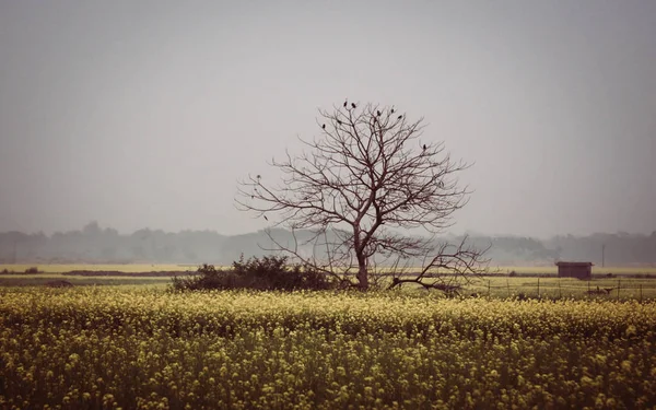 Hardal tarlasında yapraksız ağaç — Stok fotoğraf
