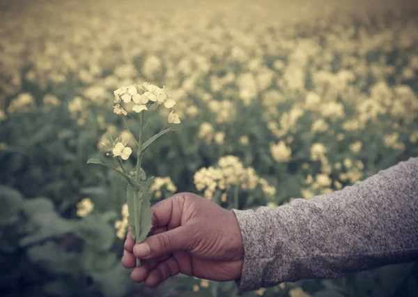 Hand holding mustard flowers — Stock Photo, Image