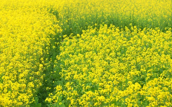 Mustard field in Bangladesh — Stock Photo, Image