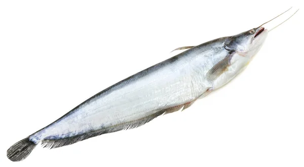 Zuid-Aziatische boal vis — Stockfoto