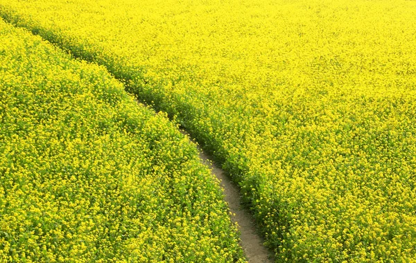Close up of Mustard field — Stock Photo, Image