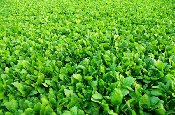 Primo piano del campo spinaci — Foto Stock