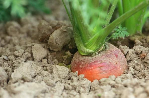 Closeup of Carrot cultivating — Stock Photo, Image