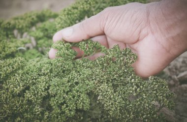 Petroselinum crispum veya maydanoz