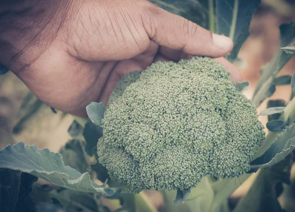 Broccoli in garden — Stock Photo, Image