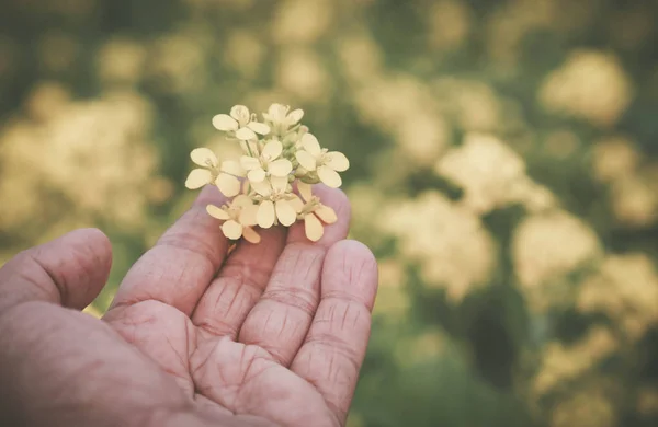 Рука держит горчичные цветы — стоковое фото
