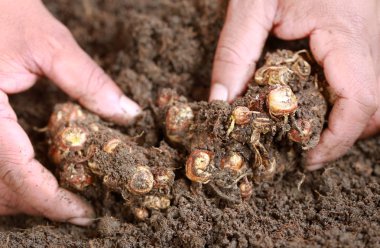 Toprakta aromatik zencefil