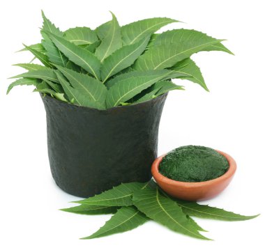 Yere yapıştır ile tıbbi neem yaprağı