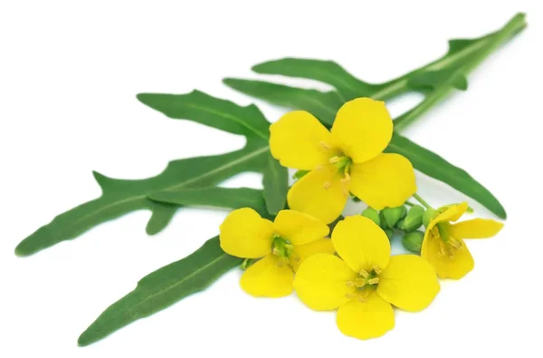Färsk rucola eller ruccola blad med blomma — Stockfoto