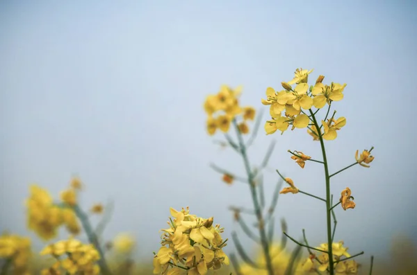 マスタードの花のクローズ アップ — ストック写真